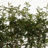 Photinia Red Robin - Photinia xfraseri Red Robin Espalier Pot 55L