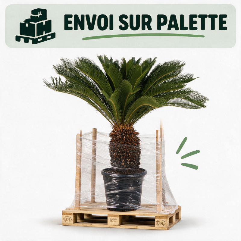 Cycas du Japon - Cycas revoluta 150cm Pot 45L