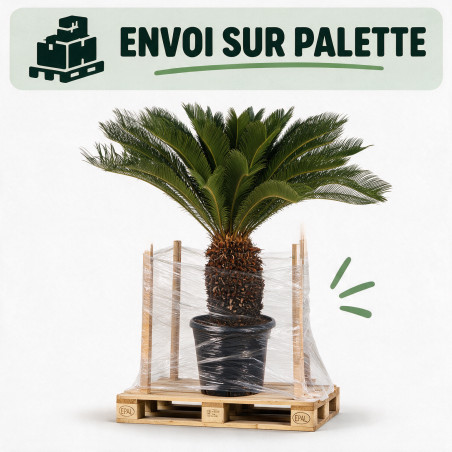Cycas du Japon - Cycas revoluta 150cm Pot 45L