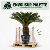Cycas du Japon - Cycas revoluta 150cm Pot 45L