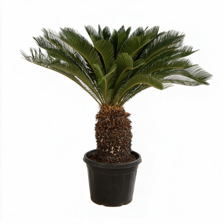 Cycas du Japon - Cycas revoluta 150cm Pot 45L
