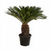 Cycas du Japon - Cycas revoluta 150cm Pot 45L