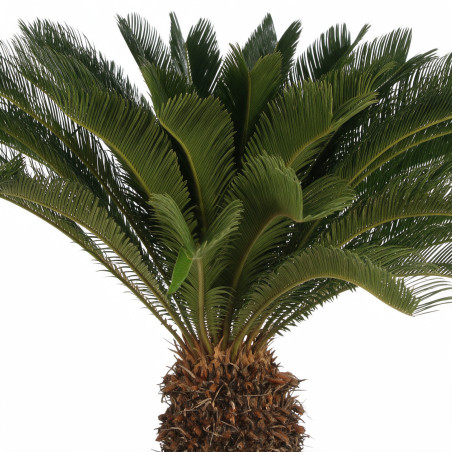 Cycas du Japon - Cycas revoluta 150cm Pot 45L