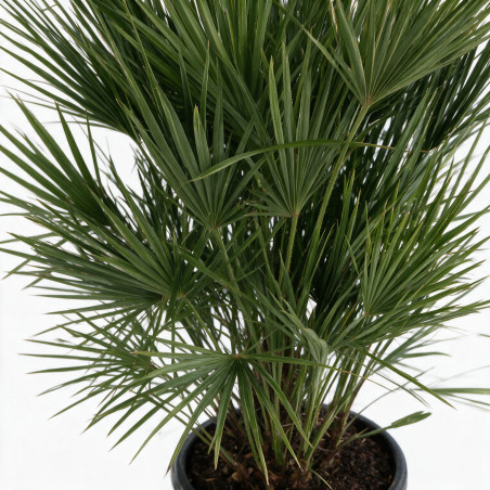 Palmier nain - Chamaerops humilis 150cm Pot 45L