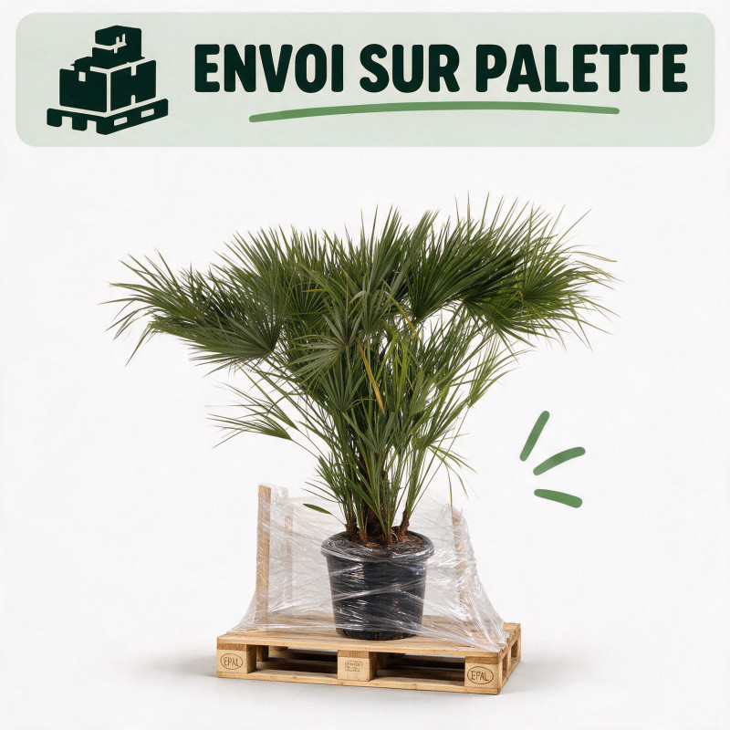 Palmier nain - Chamaerops humilis 150cm Pot 45L