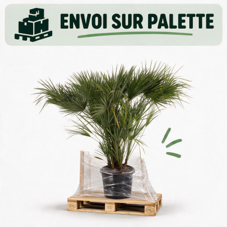 Palmier nain - Chamaerops humilis 150cm Pot 45L
