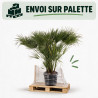 Palmier nain - Chamaerops humilis 150cm Pot 45L