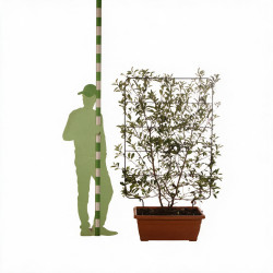 Photinia Pink Marble - Photinia xfraseri Pink Marble Espalier 140x80cm Pot 60L