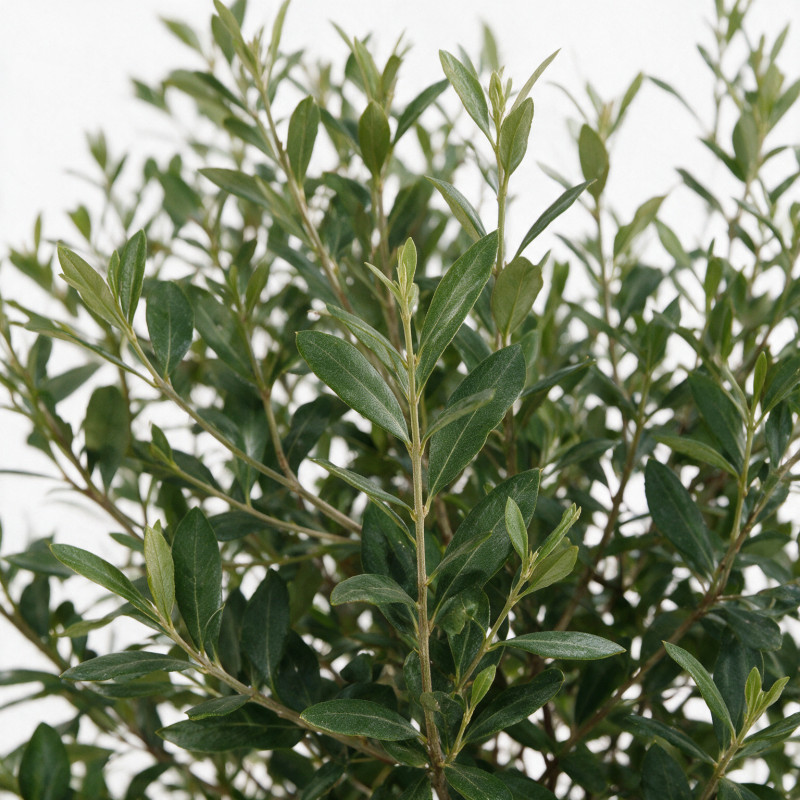 Photinia Pink Marble - Photinia xfraseri Pink Marble Espalier 140x80cm Pot 60L