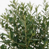 Photinia Pink Marble - Photinia xfraseri Pink Marble Espalier 140x80cm Pot 60L