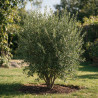 Photinia Pink Marble - Photinia xfraseri Pink Marble Espalier 140x80cm Pot 60L
