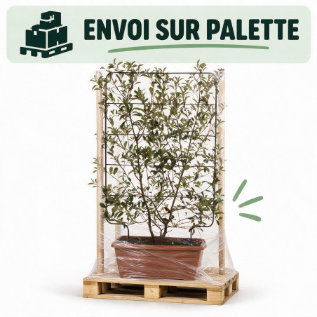 Photinia Pink Marble - Photinia xfraseri Pink Marble Espalier 140x80cm Pot 60L