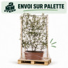 Photinia Pink Marble - Photinia xfraseri Pink Marble Espalier 140x80cm Pot 60L