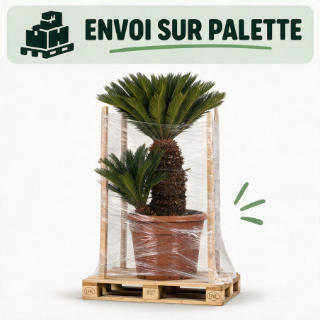 Cycas du Japon - Cycas revoluta 150/170cm Pot 110L