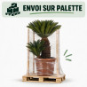 Cycas du Japon - Cycas revoluta 150/170cm Pot 110L