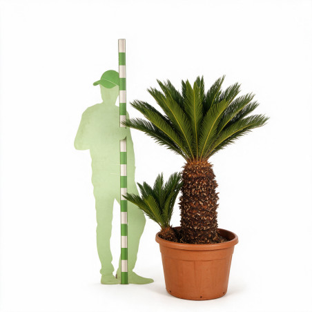 Cycas du Japon - Cycas revoluta 150/170cm Pot 110L
