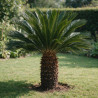 Cycas du Japon - Cycas revoluta 150/170cm Pot 110L