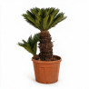 Cycas du Japon - Cycas revoluta 150/170cm Pot 110L