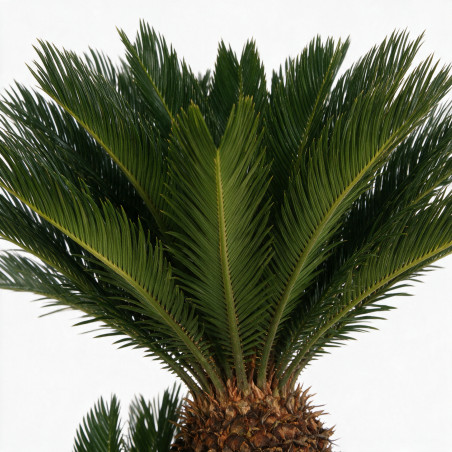 Cycas du Japon - Cycas revoluta 150/170cm Pot 110L
