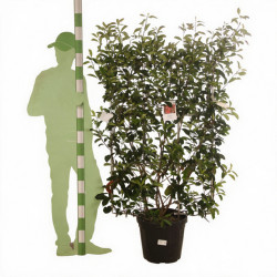 Photinia Red Robin - Photinia xfraseri Red Robin Espalier Pot 30L