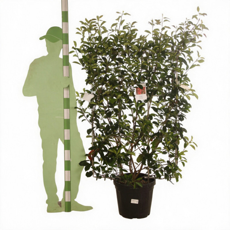 Photinia Red Robin - Photinia xfraseri Red Robin Espalier Pot 30L