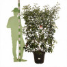 Photinia Red Robin - Photinia xfraseri Red Robin Espalier Pot 30L