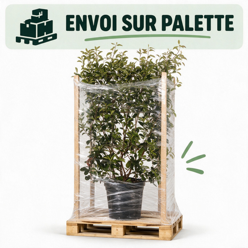 Photinia Red Robin - Photinia xfraseri Red Robin Espalier Pot 30L