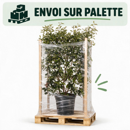 Photinia Red Robin - Photinia xfraseri Red Robin Espalier Pot 30L