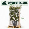 Photinia Red Robin - Photinia xfraseri Red Robin Espalier Pot 30L