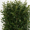 Photinia Red Robin - Photinia xfraseri Red Robin Espalier Pot 30L
