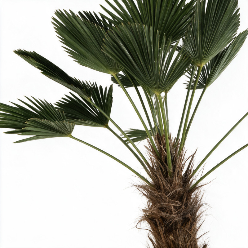 Palmier de Wagner - Trachycarpus wagnerianus 100cm Pot 70L