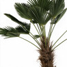 Palmier de Wagner - Trachycarpus wagnerianus 100cm Pot 70L