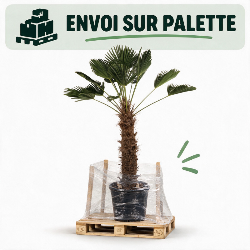 Palmier de Wagner - Trachycarpus wagnerianus 100cm Pot 70L