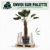 Palmier de Wagner - Trachycarpus wagnerianus 100cm Pot 70L