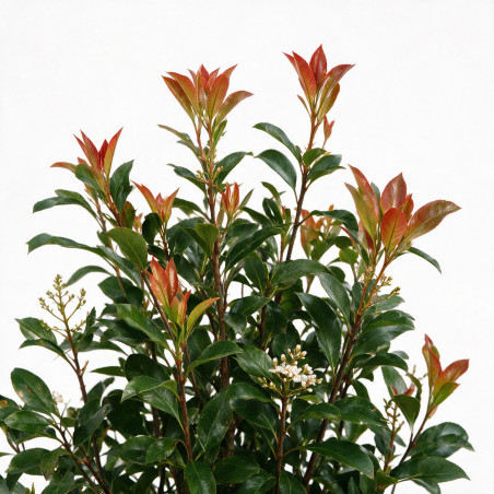 Photinia Carré Rouge - Photinia fraseri Carré Rouge 80/100cm Pot 9L
