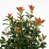 Photinia Carré Rouge - Photinia fraseri Carré Rouge 80/100cm Pot 9L