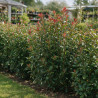 Photinia Carré Rouge - Photinia fraseri Carré Rouge 80/100cm Pot 9L