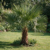 Palmier chanvre - Trachycarpus fortunei 140cm Pot 10L