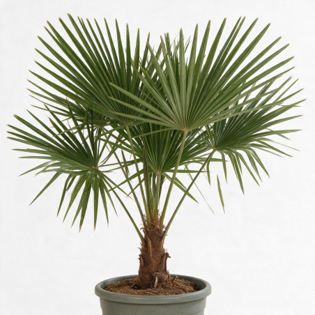 Palmier chanvre - Trachycarpus fortunei 140cm Pot 10L