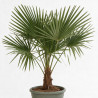 Palmier chanvre - Trachycarpus fortunei 140cm Pot 10L