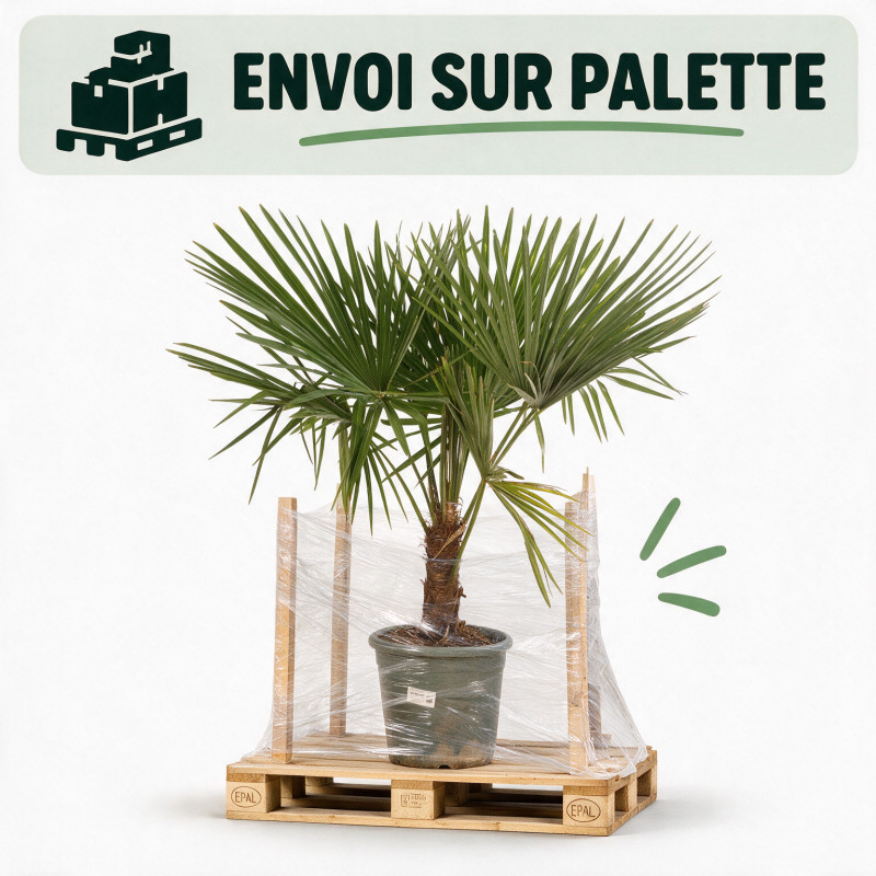 Palmier chanvre - Trachycarpus fortunei 140cm Pot 10L