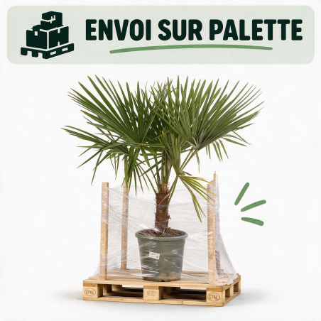 Palmier chanvre - Trachycarpus fortunei 140cm Pot 10L
