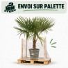 Palmier chanvre - Trachycarpus fortunei 140cm Pot 10L