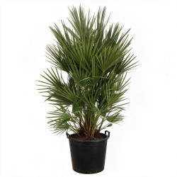Palmier nain - Chamaerops humilis 140cm Pot 70L