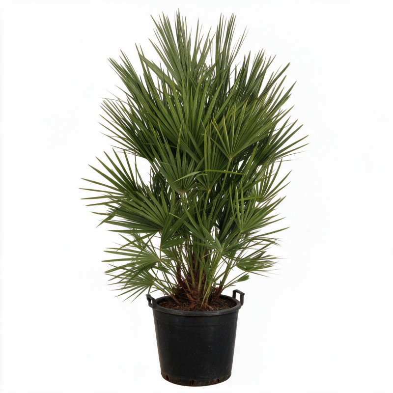 Palmier nain - Chamaerops humilis 140cm Pot 70L
