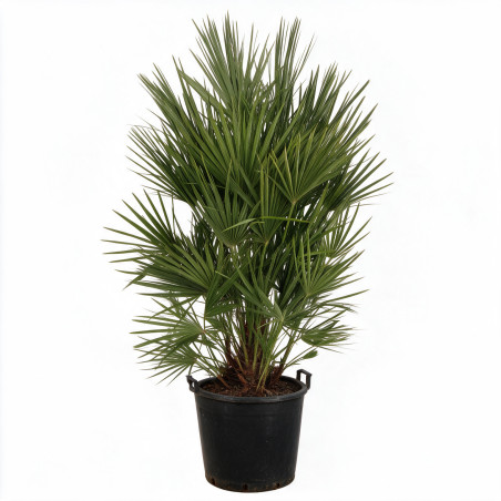 Palmier nain - Chamaerops humilis 140cm Pot 70L
