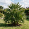 Palmier nain - Chamaerops humilis 140cm Pot 70L