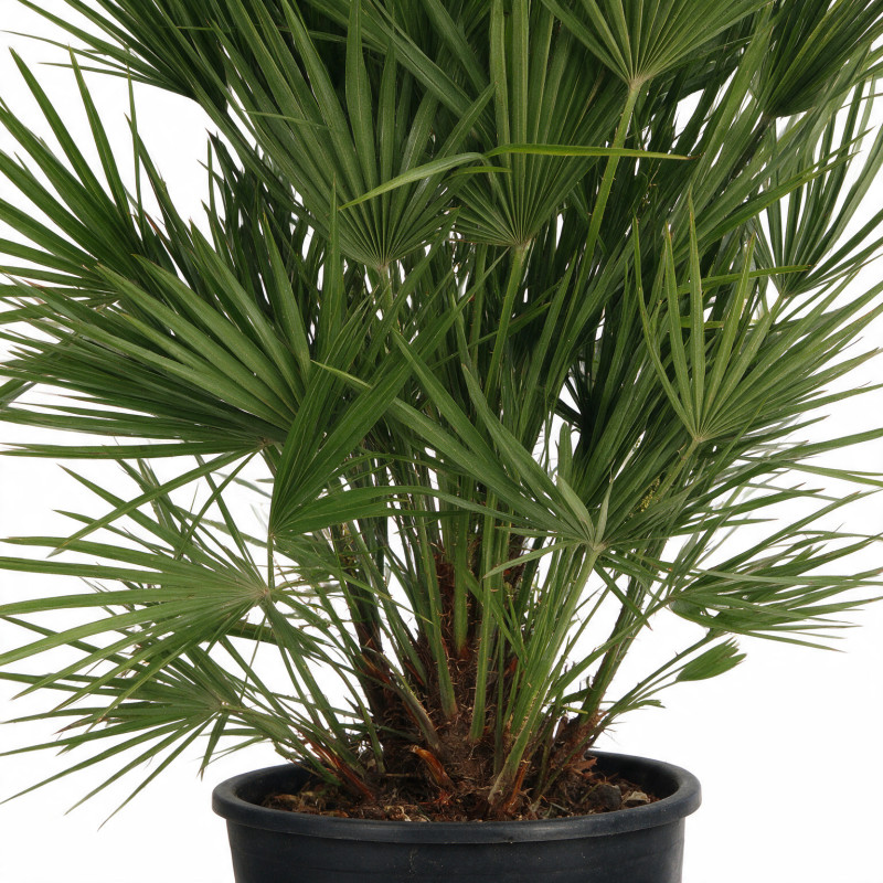Palmier nain - Chamaerops humilis 140cm Pot 70L