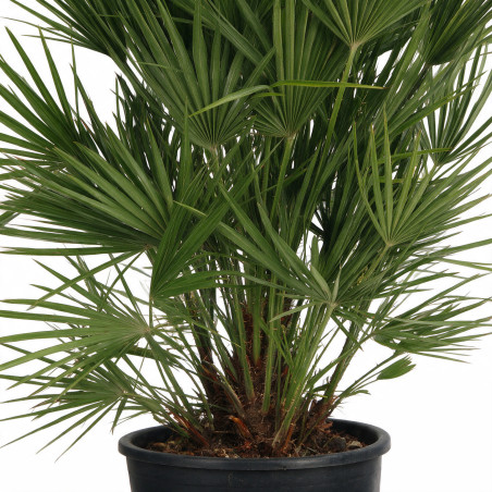 Palmier nain - Chamaerops humilis 140cm Pot 70L