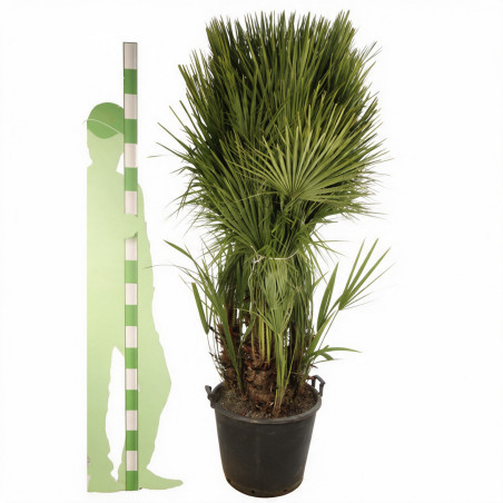 Palmier nain - Chamaerops humilis 140cm Pot 70L